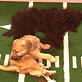 Puppy Bowl III: Little Dog Wrestle