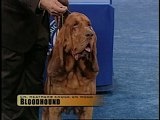 AKC/Eukanuba: Eukanuba-Portland (Knotty)