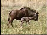 Okavango Untamed: A 'Beest' is Born