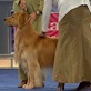AKC/Eukanuba: Jimmy the Golden Retriever
