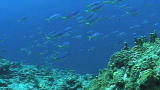 Discovery Earth Live: How Much Reef Do You Need?