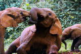 Fooled by Nature: Elephant Salt Miners