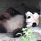 Panda Behavior: Sleeping