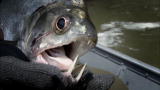 River Monsters: Vampire Piranha?