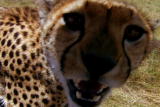 Planet's Best: Cheetah Safari