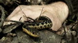 Survivorman 3 Shorts: Snake Appeal