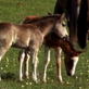 Happy Mother's Day: Baby Animals - Closing