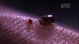 Monsters Inside Me: Don't Let the Bedbugs Bite