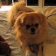 Bissell Pet Games Week 3: Hogan Being Ferocious