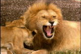 Fooled by Nature: Rival Roars