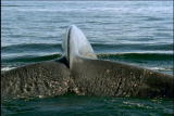 Fooled by Nature: Whale of a Tail