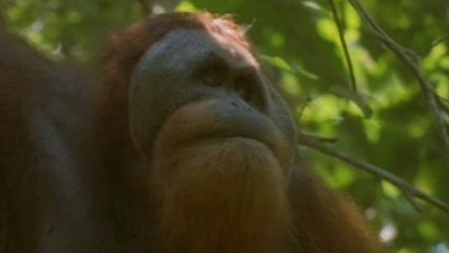 Jaws and Claws 2: Orangutan Conflict