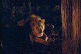 Lion Feeding Frenzy: Lions After Dark