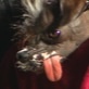 World's Ugliest Dog: Classic Pee Wee