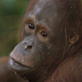 Orangutan Island: Jordan's Runny Nose