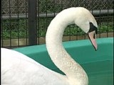Animal Cops Detroit: Betty's Swan Song