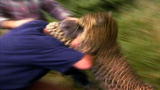 Untamed and Uncut: Leopard Attacks Film Crew
