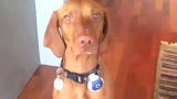 The Daily Treat: Adventures with a Pet Collar Spy Cam
