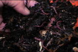 G Word: Red Wigglers