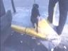 Animal Precinct: Injured Dog