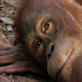 Orangutan Island: Saturnus: Ladies Man?