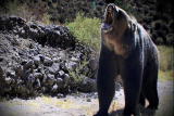 Bear Feeding Frenzy: Avoiding Attack