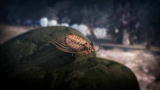 Animal Armageddon: Trilobite