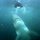 Shark Week Viewers Choice: Air Jaws II Clip 2