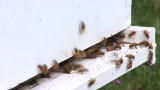 News: Honey Bee Killer Hunted
