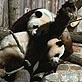 Panda Behavior: Climbing