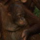 Orangutan Island: Skills Lost