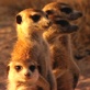 Meerkat Manor: Blood