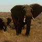 Man vs Wild: African Savannah