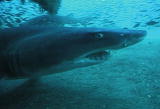 Future Shark: Shark Immunity