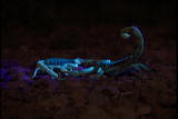 play video on Animal Planet