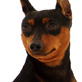 Dogs 101: Miniature Pinscher