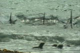 Weird True & Freaky: Orca Seal Hunting