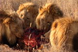 Lion Feeding Frenzy: A Place at the Carcass