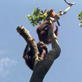 Orangutan Island: Orangutans Walking Upright