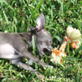 Bissell Pet Games Week 7: Madison First Time in the Grass