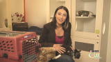 Housecat Housecall: Boarding Pets
