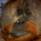 Extraordinary Animals: Orangutan Memory