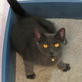 Petfinder: Litterbox Training and Solutions
