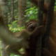 Orangutan Island: Ruby Provokes a Monkey
