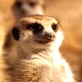 Meerkat Manor: Three Amigos