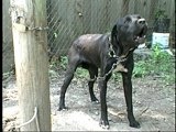 Animal Cops Houston: 5 Dogs in Need