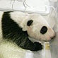 Panda Update: Panda Expectations