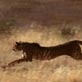 Mutual of Omaha's Wild Kingdom: Cheetah: Built for Speed