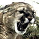 When Animals Strike: Cougar Bloodbath