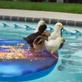 Dog Days of Summer: Chick Magnet